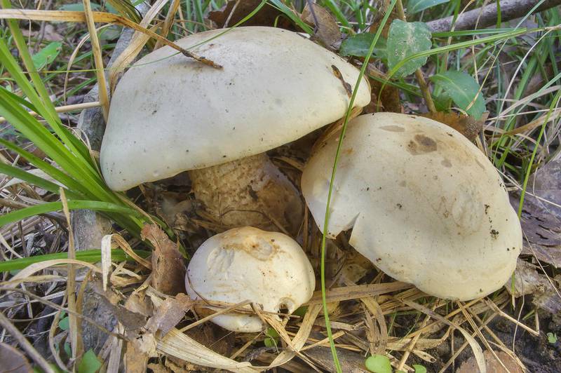Massive white mushrooms of <B>Macrocybe titans</B> on an extension of Racoon Run Trail in Lick Creek Park. College Station, Texas, <A HREF="../date-en/2013-10-23.htm">October 23, 2013</A>