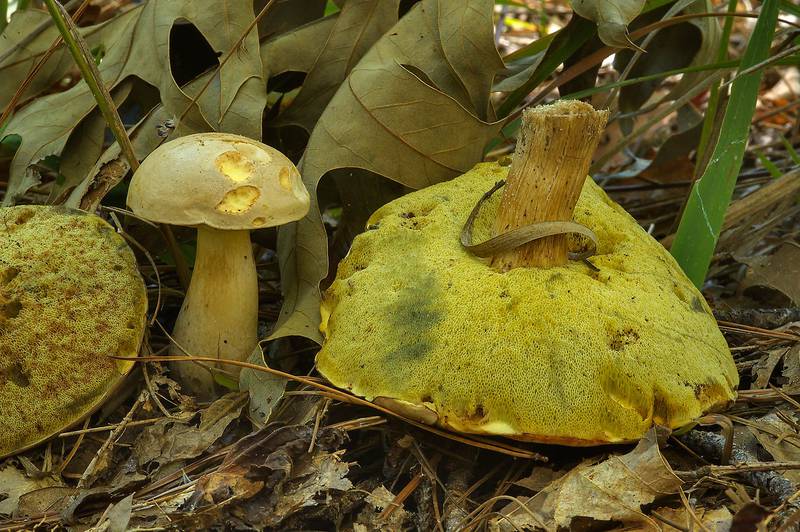 Yellow pore surface bruising bluish and brownish of pale bolete mushrooms (Boletus pallidus, edible) on Chinquapin Trail in Huntsville State Park. Texas, November 3, 2013