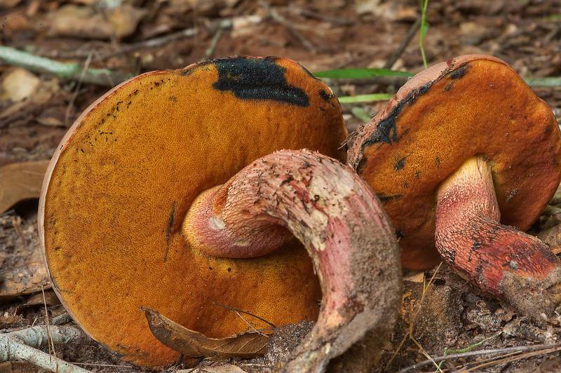 Bolete mushroom <B>Butyriboletus floridanus</B> with orange pores in Lick Creek Park. College Station, Texas, <A HREF="../date-en/2014-07-26.htm">July 26, 2014</A>