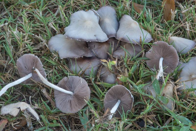 Pale brittlestem mushrooms (Psathyrella candolleana) on Francis Drive. College Station, Texas, November 17, 2017
