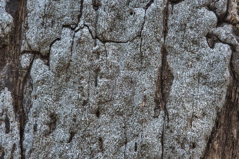 Gray-white crust fungus Biscogniauxia atropunctata (Hypoxylon atropunctatum) in Hensel Park. College Station, Texas, December 2, 2017