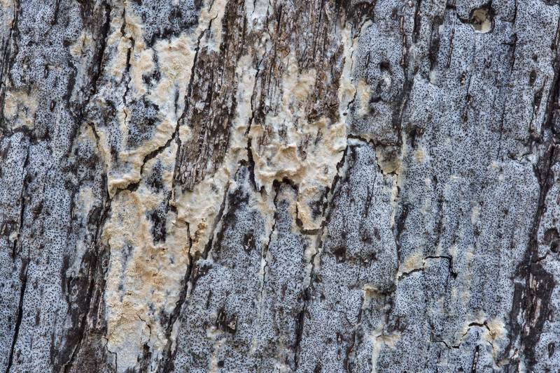 <B>Biscogniauxia atropunctata</B> (Hypoxylon atropunctatum) and some light brown corticioid fungus on a dry oak tree in Hensel Park. College Station, Texas, <A HREF="../date-en/2017-12-02.htm">December 2, 2017</A>