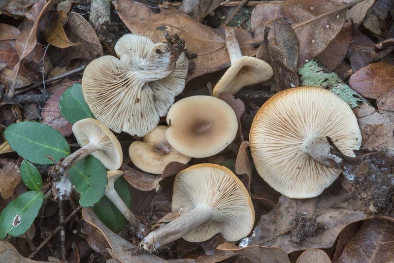 Funnel-shaped mushrooms Singerocybe adirondackensis(?) or may be Clitocybe in Hensel Park. College Station, Texas, December 31, 2017