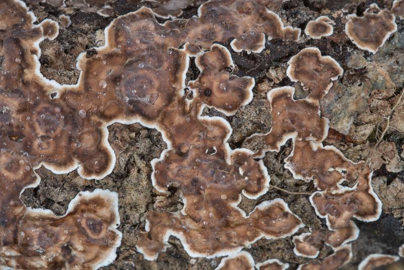 Crust fungus Giraffe Spots (Peniophora albobadia) on Kiwanis Nature Trail. College Station, Texas, January 27, 2018