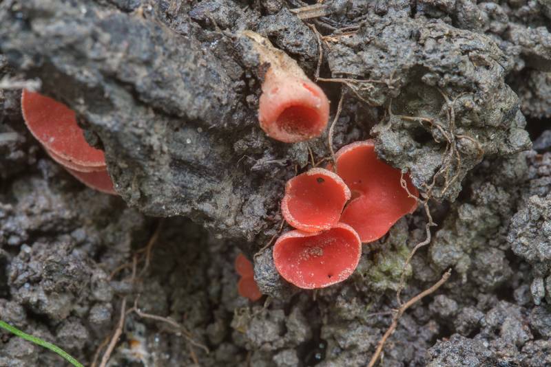 Ascomycete mushrooms stalked scarlet cup (Sarcoscypha occidentalis) on Caney Creek Trail (Little Lake Creek Loop Trail) in Sam Houston National Forest, near Huntsville. Texas, April 8, 2018
