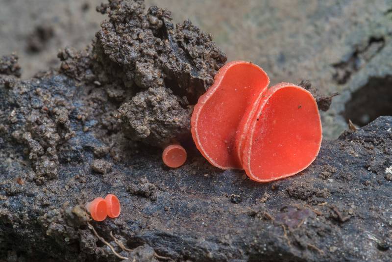Stalked scarlet cup mushrooms (Sarcoscypha occidentalis) on a rotting branch in soil on Caney Creek Trail (Little Lake Creek Loop Trail) in Sam Houston National Forest, near Huntsville. Texas, April 8, 2018
