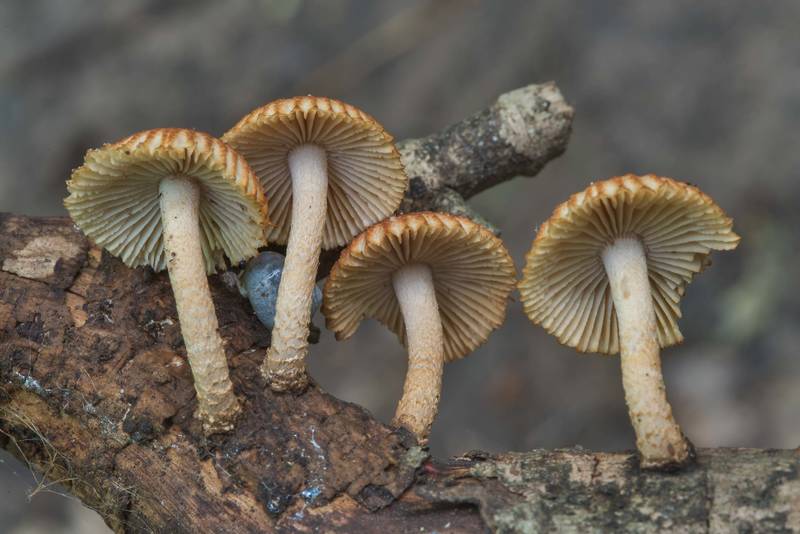 Lower view of Heliocybe sulcata mushrooms on a dry bush in Hensel Park. College Station, Texas, April 14, 2018