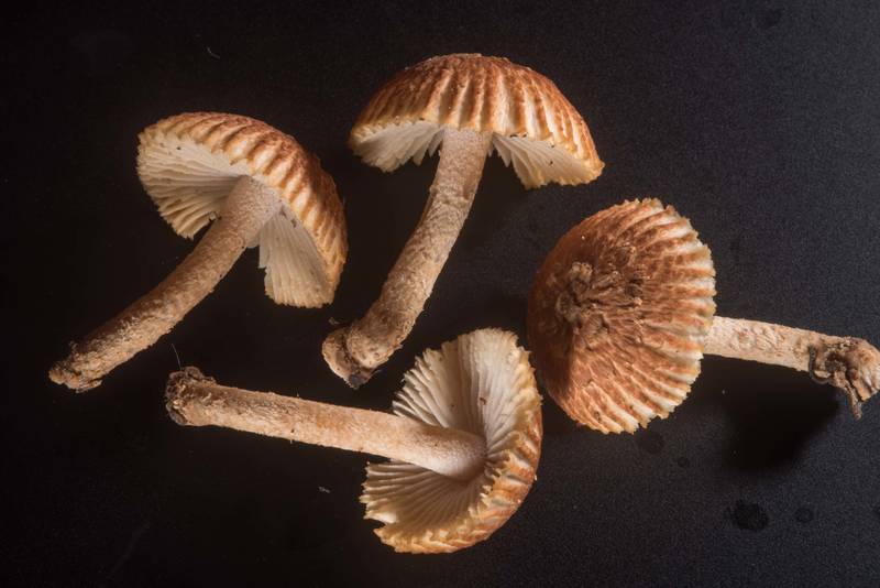 Mushrooms <B>Heliocybe sulcata</B> collected in Hensel Park. College Station, Texas, <A HREF="../date-en/2018-04-14.htm">April 14, 2018</A>