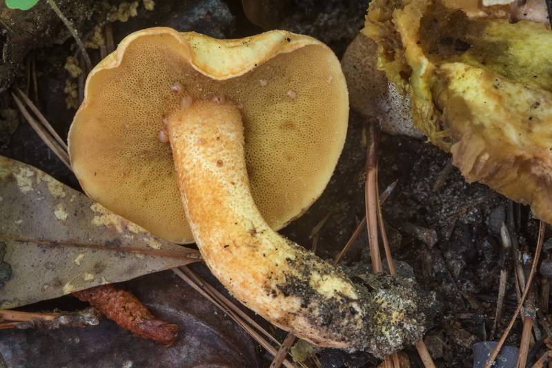 Bolete mushroom <B>Suillus hirtellus</B>(?) on a slope of a small creek on Caney Creek section of Lone Star Hiking Trail in Sam Houston National Forest near Huntsville, Texas, <A HREF="../date-en/2018-04-22.htm">April 22, 2018</A>