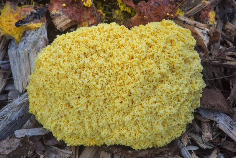 Dog vomit slime mold (Fuligo septica) on wood chips in Lick Creek Park. College Station, Texas, April 25, 2018