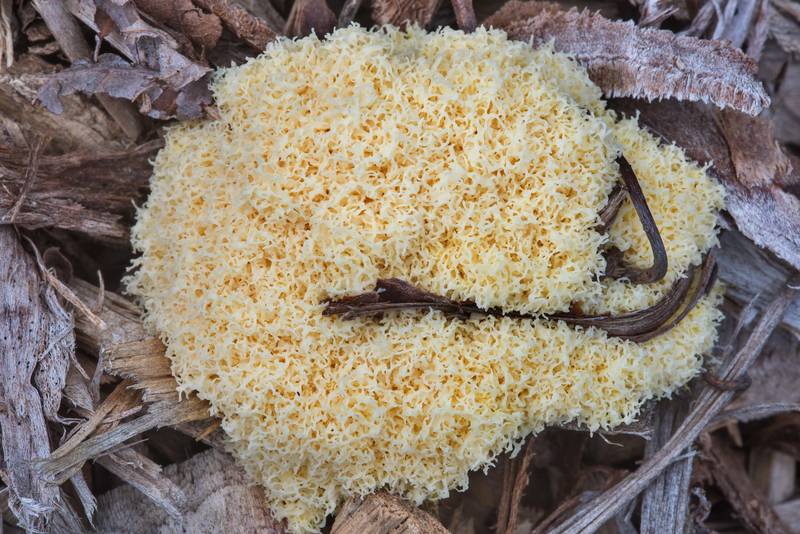 Dog vomit slime mold (<B>Fuligo septica</B>) on wood chips in Lick Creek Park. College Station, Texas, <A HREF="../date-en/2018-05-07.htm">May 7, 2018</A>