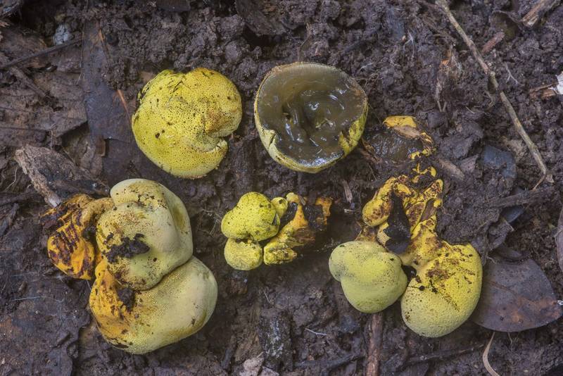 Dissected mushrooms <B>Entonaema liquescens</B> in Lick Creek Park. College Station, Texas, <A HREF="../date-en/2018-05-30.htm">May 30, 2018</A>
