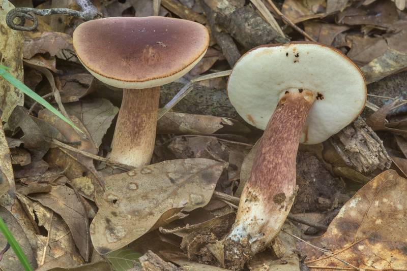 Bitter bolete mushrooms Tylopilus badiceps in Lick Creek Park. College Station, Texas, May 31, 2018