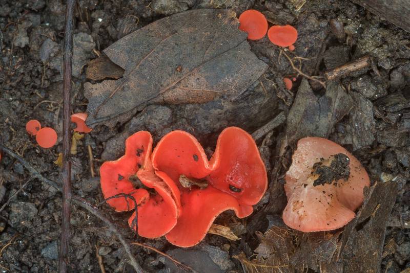 Stalked scarlet cup mushrooms (Sarcoscypha occidentalis) in Lick Creek Park. College Station, Texas, June 4, 2018