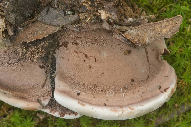 Polypore mushrooms <B>Nigroporus vinosus</B> on Kiwanis Nature Trail. College Station, Texas, <A HREF="../date-en/2018-06-07.htm">June 7, 2018</A>