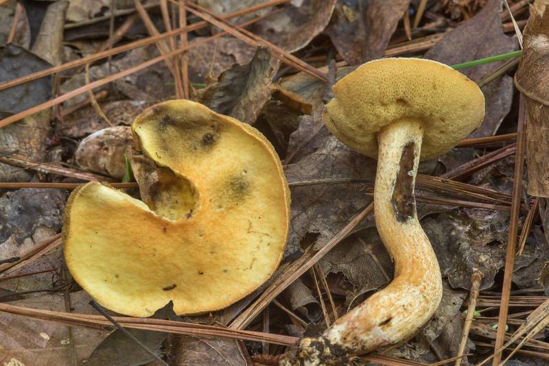 Bolete mushrooms <B>Suillus hirtellus</B> at mushroom walk with Gulf States Mycological Society in Watson Rare Native Plant Preserve. Warren, Texas, <A HREF="../date-en/2018-06-23.htm">June 23, 2018</A>