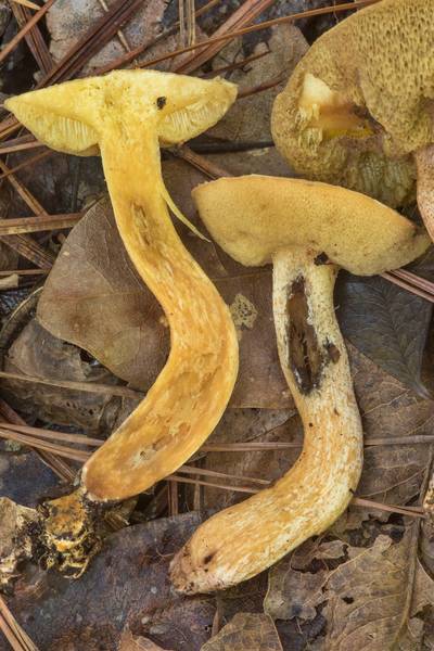 Dissected bolete mushrooms <B>Suillus hirtellus</B> at mushroom walk with Gulf States Mycological Society in Watson Rare Native Plant Preserve. Warren, Texas, <A HREF="../date-en/2018-06-23.htm">June 23, 2018</A>