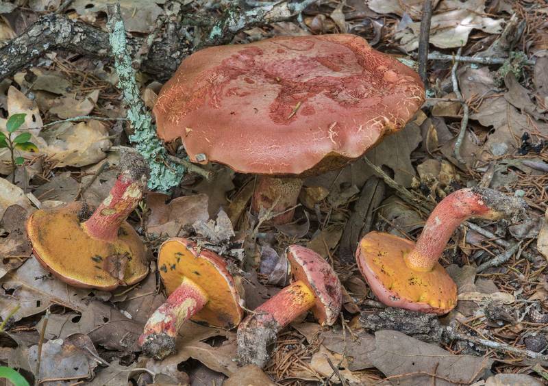 Mushrooms Butyriboletus floridanus on Closed Trail in Lick Creek Park. College Station, Texas, June 28, 2018