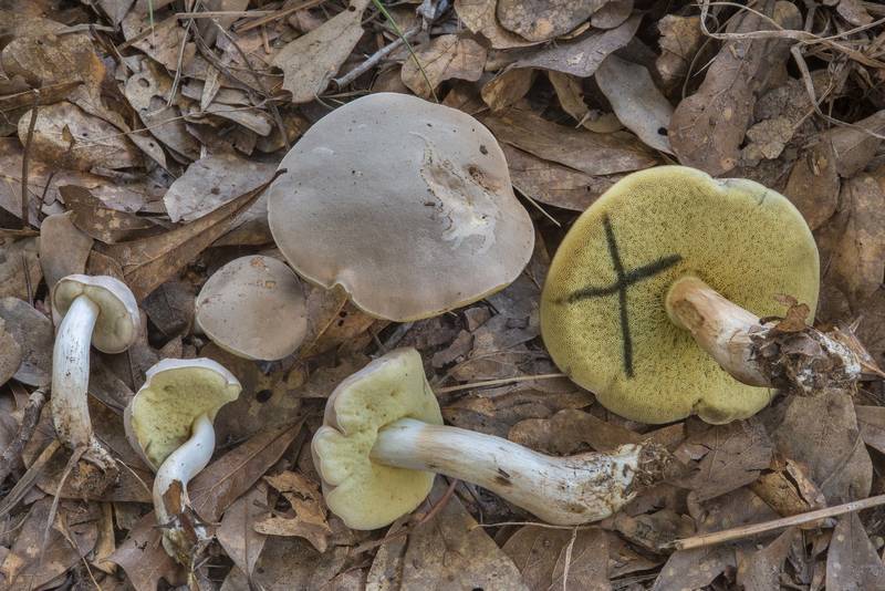 Pallid bolete mushrooms (Boletus pallidus) in Lick Creek Park. College Station, Texas, June 28, 2018