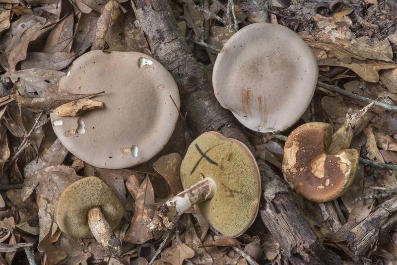Pallid bolete mushrooms (<B>Boletus pallidus</B>) in Lick Creek Park. College Station, Texas, <A HREF="../date-en/2018-06-29.htm">June 29, 2018</A>