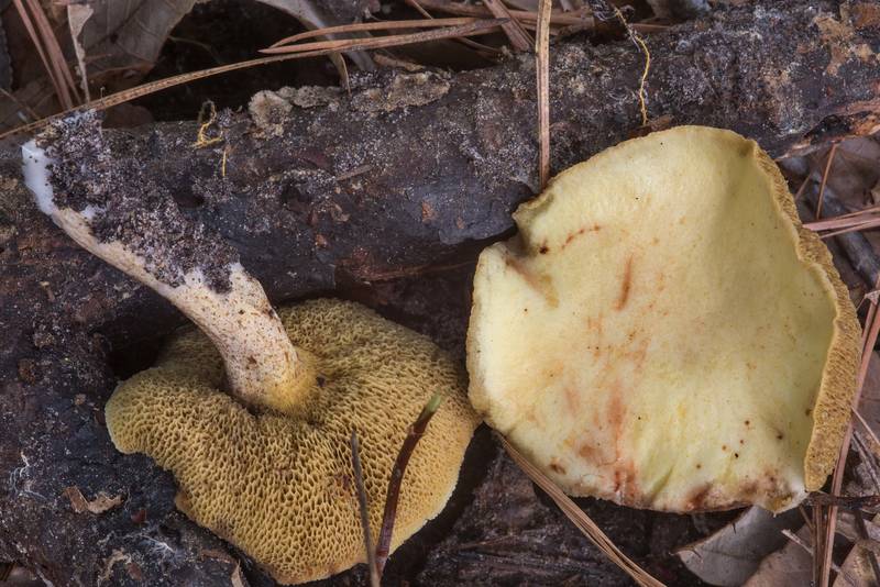 Caps of mature <B>Suillus hirtellus</B> mushrooms on Caney Creek section of Lone Star Hiking Trail in Sam Houston National Forest near Huntsville, Texas, <A HREF="../date-en/2018-07-07.htm">July 7, 2018</A>