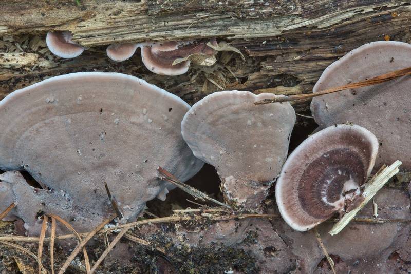 Pore surface of mushrooms Nigroporus vinosus on a rotting log in Big Creek Scenic Area of Sam Houston National Forest. Shepherd, Texas, July 14, 2018