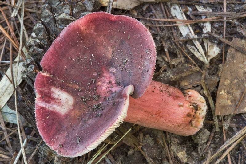 Brittlegill mushroom <B>Russula mariae</B> on Caney Creek Trail (Little Lake Creek Loop Trail) in Sam Houston National Forest, near Huntsville. Texas, <A HREF="../date-en/2018-07-15.htm">July 15, 2018</A>