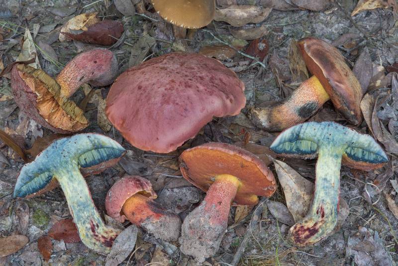 Group of a bolete mushroom Butyriboletus floridanus under oaks in Lick Creek Park. College Station, Texas, July 18, 2018