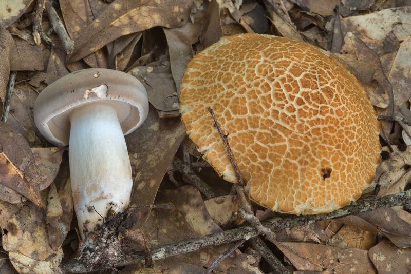 Bolete mushrooms <B>Boletus pallidus</B> and Leccinum rugosiceps(?) in Lick Creek Park. College Station, Texas, <A HREF="../date-en/2018-07-18.htm">July 18, 2018</A>