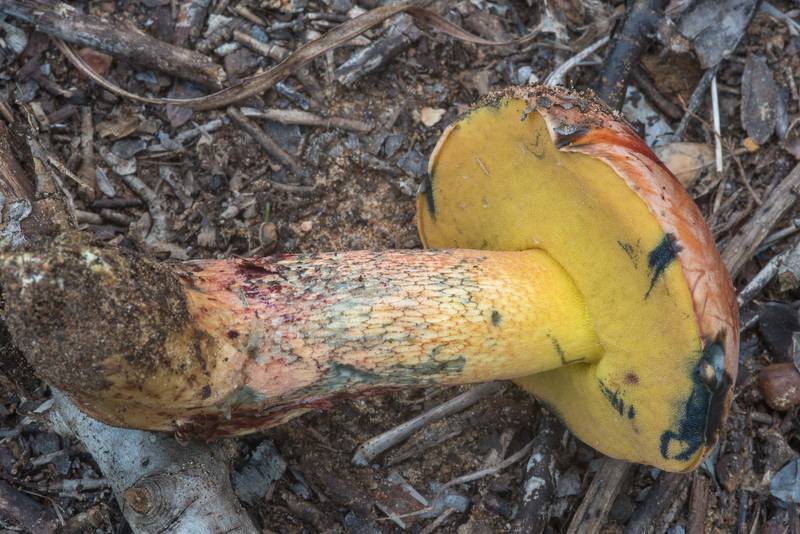 Underside of <B>Butyriboletus floridanus</B> mushroom in Lick Creek Park. College Station, Texas, <A HREF="../date-en/2018-09-18.htm">September 18, 2018</A>