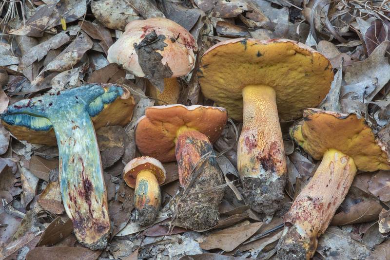 Dissected of Butyriboletus floridanus mushrooms in Lick Creek Park. College Station, Texas, September 18, 2018