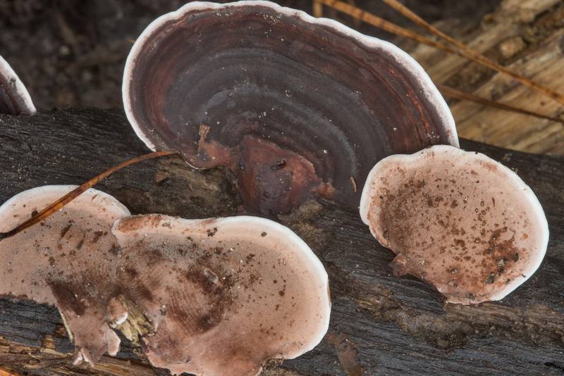 Polypore mushrooms Nigroporus vinosus on a rotting oak on Caney Creek section of Lone Star Hiking Trail in Sam Houston National Forest near Huntsville, Texas, September 22, 2018