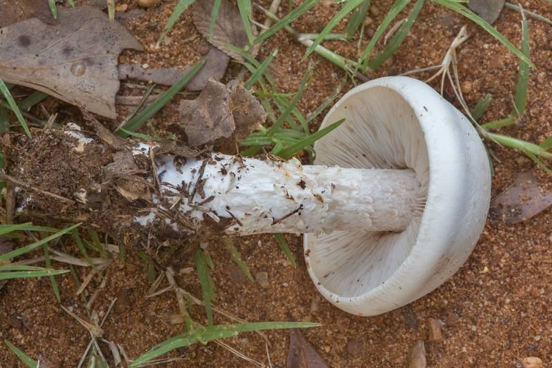 Mushroom Macrocybe titans on roadside in Lick Creek Park. College Station, Texas, September 25, 2018
