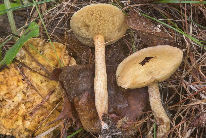 Suillus hirtellus mushrooms on Little Lake Creek Loop Trail in Sam Houston National Forest. Richards, Texas, September 30, 2018