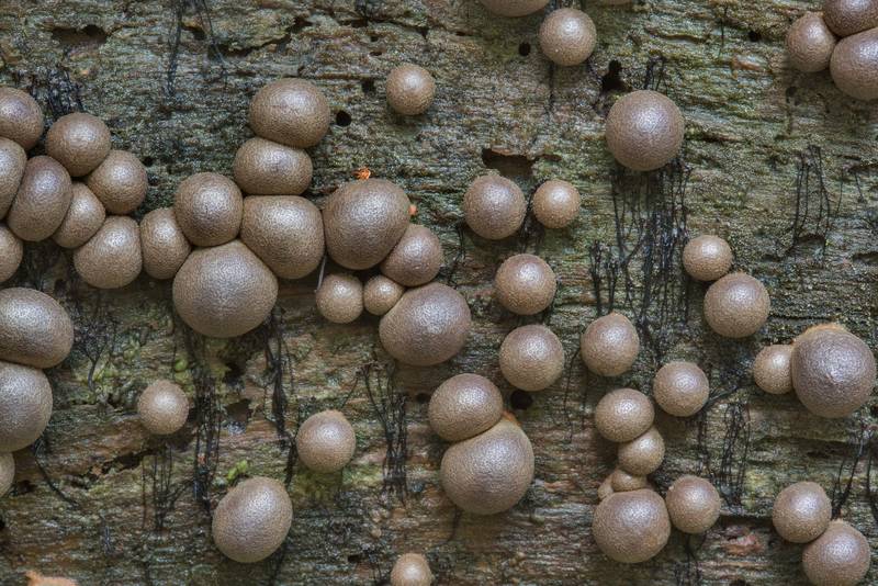 Close up of wolf's milk slime mold (Lycogala epidendrum) on Little Lake Creek Loop Trail in Sam Houston National Forest. Richards, Texas, September 30, 2018
