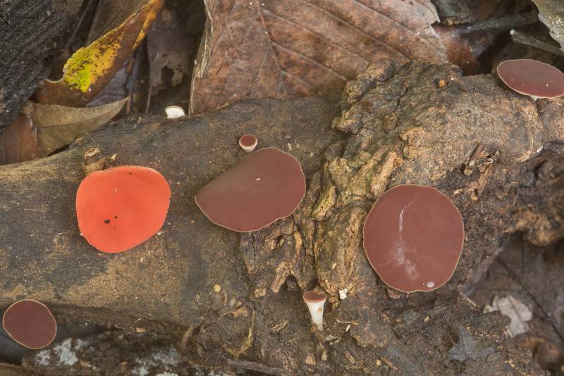 Cup fungi Phillipsia crispata(?) and Sarcoscypha occidentalis on wet wood in Lick Creek Park. College Station, Texas, October 3, 2018