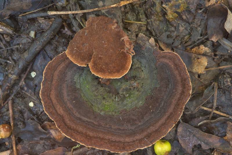 Polypore mushrooms Nigroporus vinosus or may be Nigrofomes in Lick Creek Park. College Station, Texas, October 3, 2018