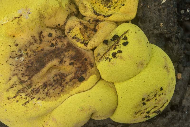 Close up of mushrooms Entonaema liquescens on a log in Lick Creek Park. College Station, Texas, October 3, 2018
