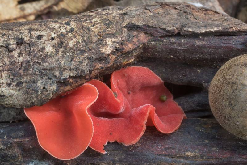 Cup mushrooms Sarcoscypha occidentalis in Lick Creek Park. College Station, Texas, October 5, 2018