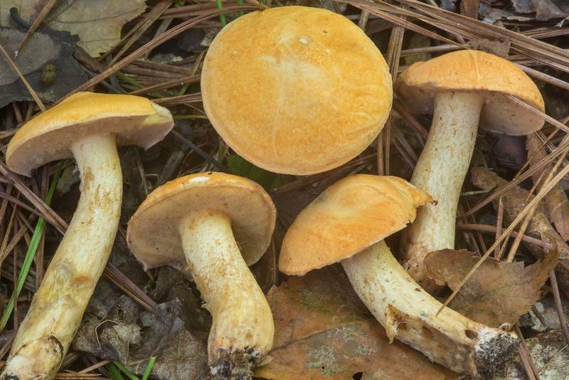 Bolete mushrooms <B>Suillus hirtellus</B> on Caney Creek Trail (Little Lake Creek Loop Trail) in Sam Houston National Forest near Huntsville. Texas, <A HREF="../date-en/2018-10-21.htm">October 21, 2018</A>