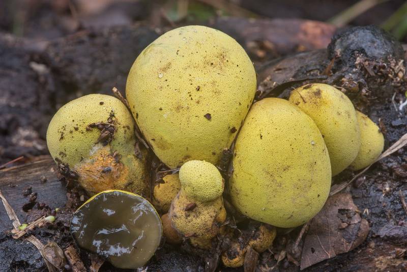 Mushrooms Entonaema liquescens on wet wood in Lick Creek Park. College Station, Texas, October 24, 2018