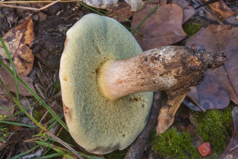 Underside of a pallid bolete mushroom (Boletus pallidus) in Lick Creek Park. College Station, Texas, October 26, 2018