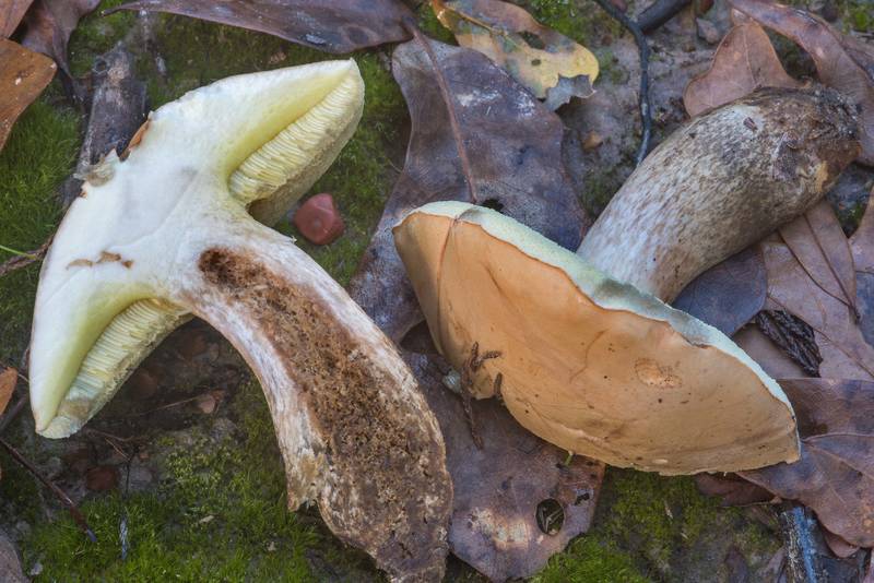 Pallid bolete mushroom (<B>Boletus pallidus</B>) in Lick Creek Park. College Station, Texas, <A HREF="../date-en/2018-10-26.htm">October 26, 2018</A>
