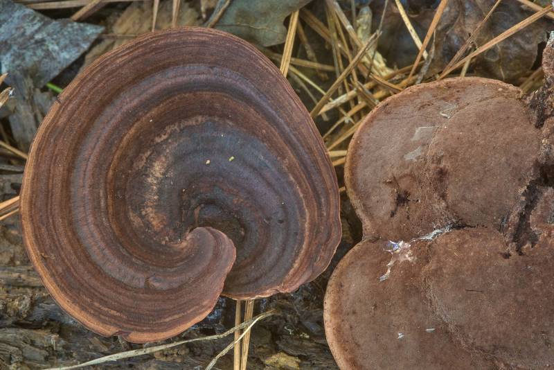 Polypore mushrooms Nigroporus vinosus in Big Creek Scenic Area of Sam Houston National Forest. Shepherd, Texas, October 28, 2018