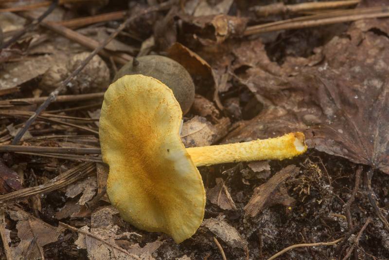 Small yellow mushroom <B>Cyptotrama chrysopepla</B> (C. asprata) in Little Thicket Nature Sanctuary. Cleveland, Texas, <A HREF="../date-en/2018-11-03.htm">November 3, 2018</A>