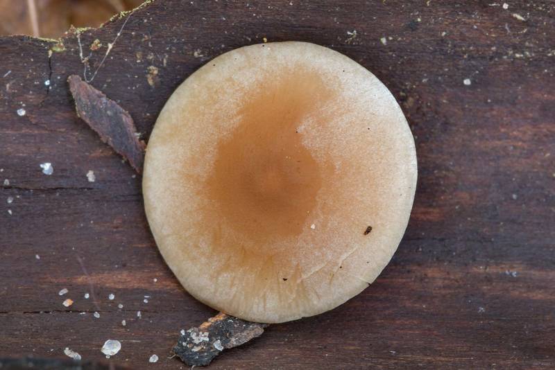 Cap of mushroom <B>Baeospora myosura</B> on Caney Creek section of Lone Star Hiking Trail in Sam Houston National Forest near Huntsville. Texas, <A HREF="../date-en/2018-11-04.htm">November 4, 2018</A>
