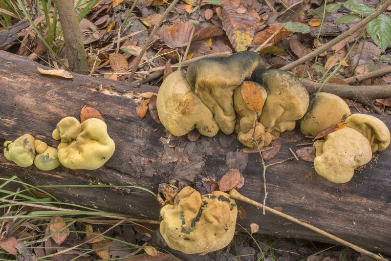 Mushrooms <B>Entonaema liquescens</B> on a log in Lick Creek Park. College Station, Texas, <A HREF="../date-en/2018-11-06.htm">November 6, 2018</A>