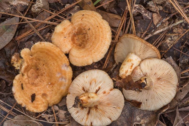 Yellow bearded milkcap mushrooms <B>Lactarius speciosus</B> on Kirby Trail in Big Thicket National Preserve. Warren, Texas, <A HREF="../date-en/2018-11-10.htm">November 10, 2018</A>