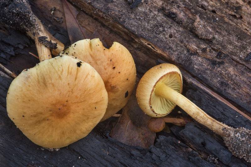 Caps of common rustgill mushrooms (<B>Gymnopilus penetrans</B>) on Caney Creek section of Lone Star Hiking Trail in Sam Houston National Forest near Huntsville. Texas, <A HREF="../date-en/2018-12-16.htm">December 16, 2018</A>