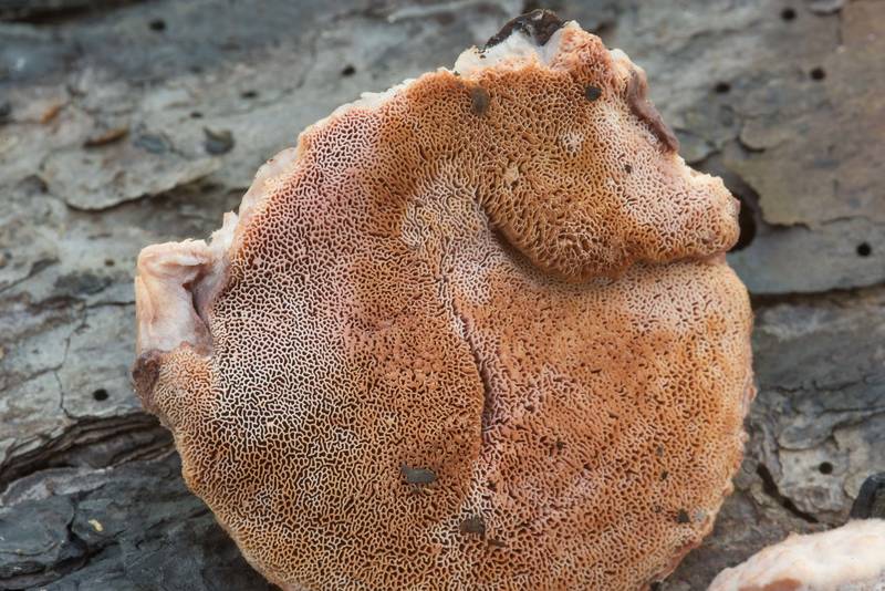 Pore surface of Pink Sherbet Polypore mushrooms (Leptoporus mollis) on a fallen pine in Bastrop State Park. Bastrop, Texas, December 21, 2018